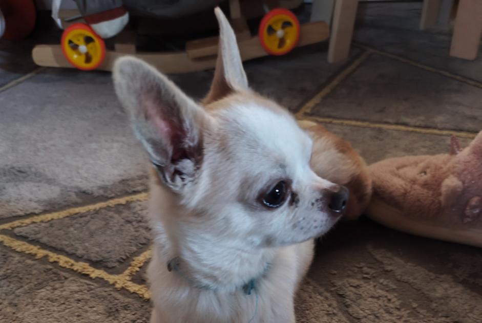 Alerta de Desaparición Perro  Macho , 7 años Attignat Francia