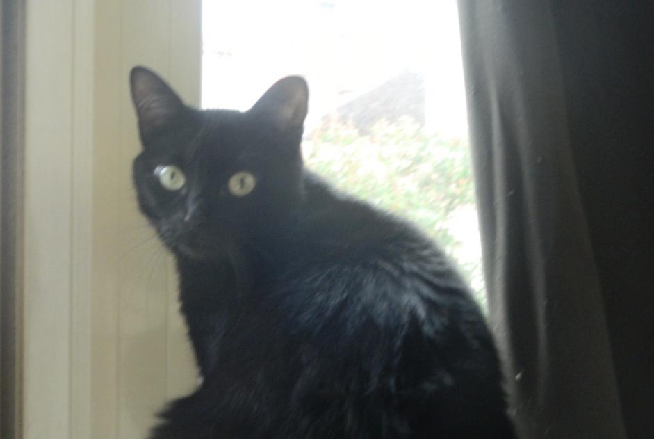 Alerte Disparition Chat  Femelle , 7 ans Bourg-en-Bresse France