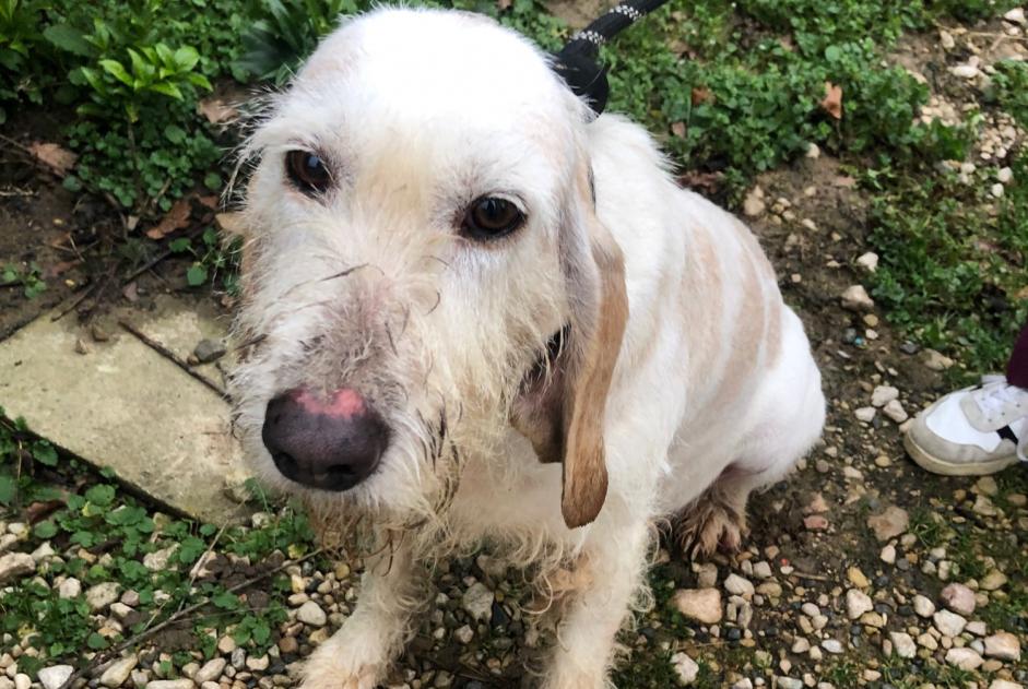 Alerte Découverte Chien Femelle Illiat France