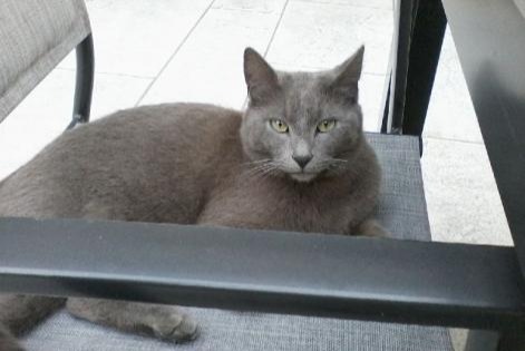 Avviso scomparsa Gatto Maschio , 8 anni Saint-Sorlin-en-Bugey Francia Avviso scomparsa Gatto Maschio , 8 anni Saint-Sorlin-en-Bugey Francia