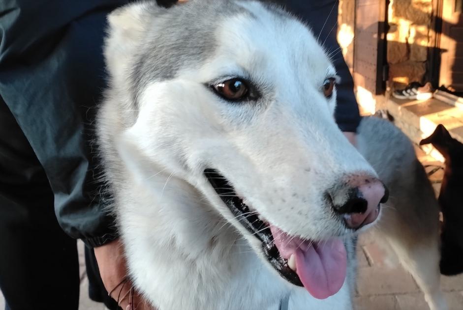 Ontdekkingsalarm Hond rassenvermenging Vrouwtje Massieux Frankrijk