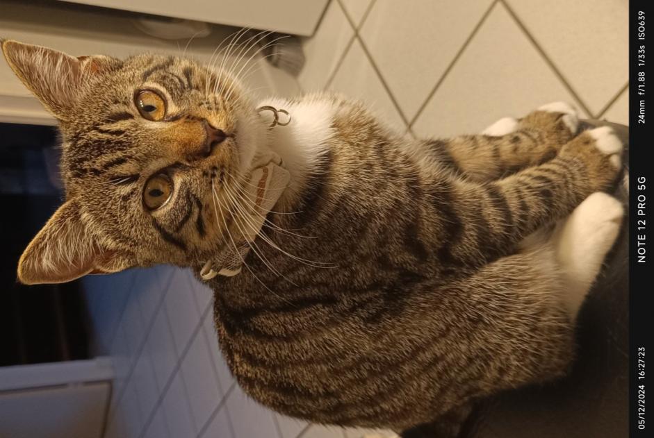 Alerta desaparecimento Gato Macho , 1 anos Misérieux France Alerta desaparecimento Gato Macho , 1 anos Misérieux France